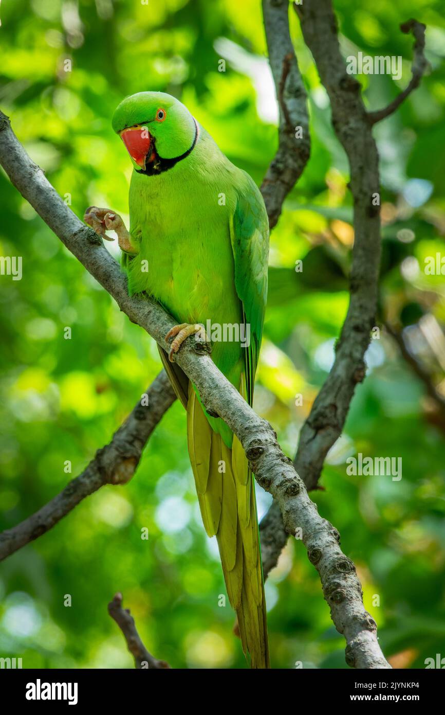 Wild green ringneck parakeet on a branch in a tree in St James park, London Stock Photo