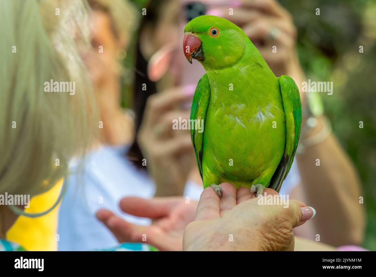 Tourists feeding a wild parakeet in St James park, London Stock Photo