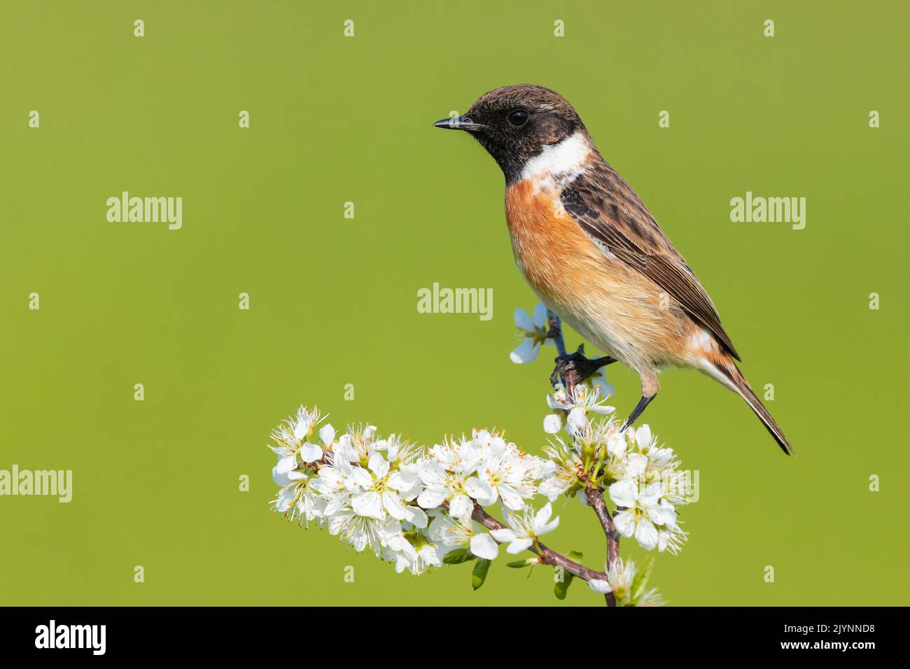 European Stonechat (Saxicola rubicola), side view of an adult male just standing on a Blackthorn branch, Campania, Italy Stock Photo