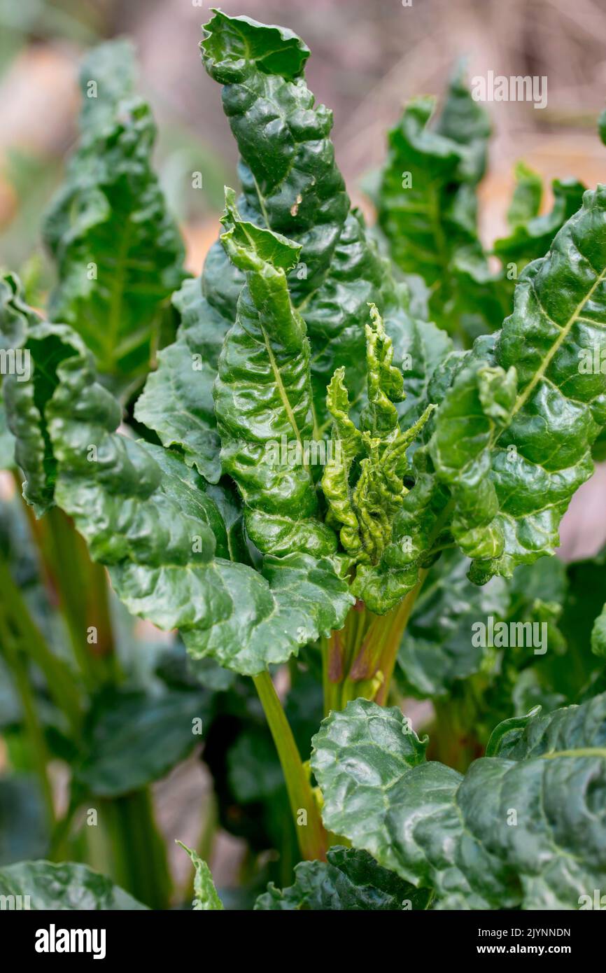 Sea beet (Beta vulgaris subsp. maritima), Gard, France Stock Photo Alamy