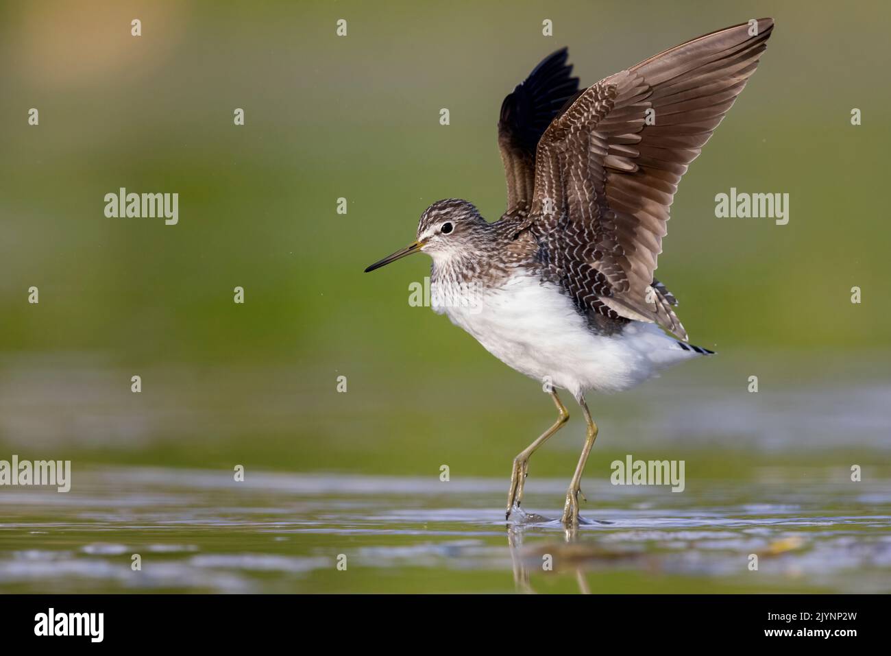 Green Sandpiper (Tringa ochropus), side view of an adult at take-off, Campania, Italy Stock Photo