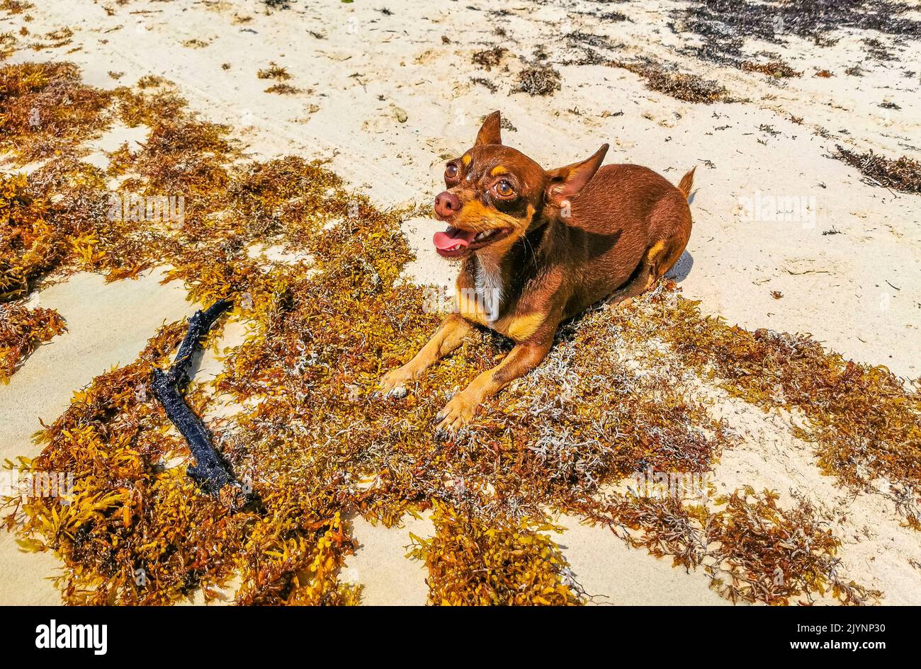 Mexican cute playful brown russian toy terrier dog wants to play with a