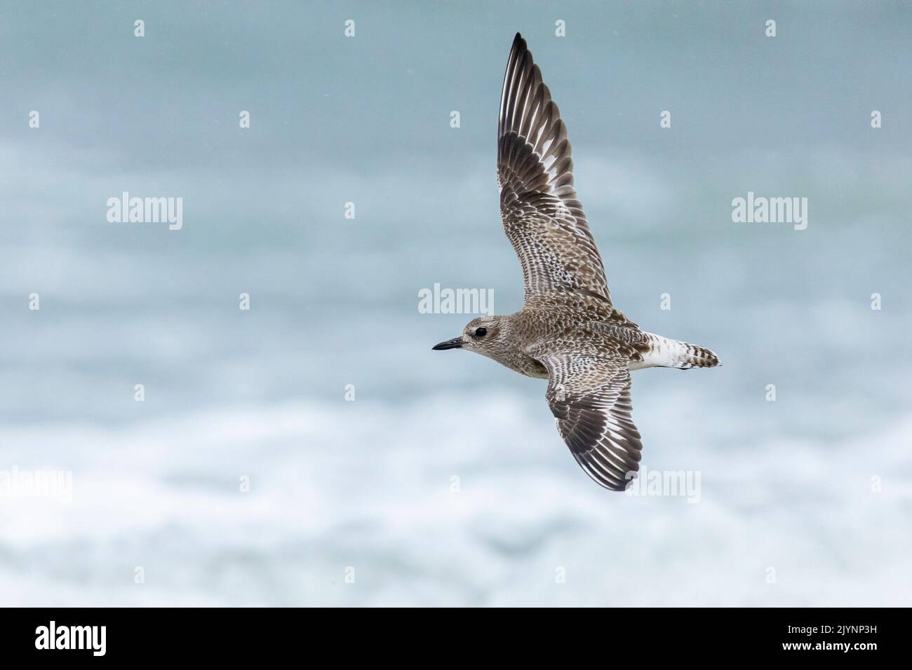 Grey Plover (Pluvialis squatarola), side view of an individual in flight over the sea, Campania, Italy Stock Photo