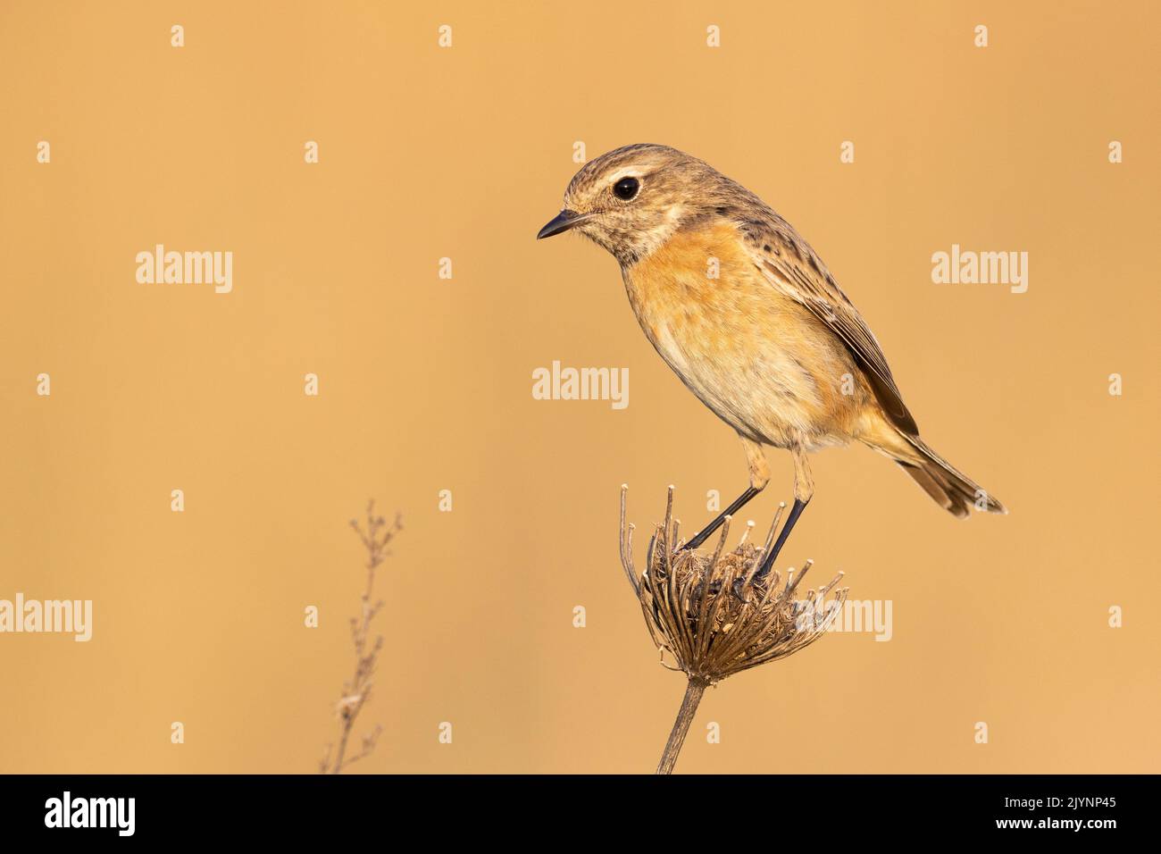 European Stonechat (Saxicola rubicola), side view of an adult female standing on a stem, Campania, Italy Stock Photo