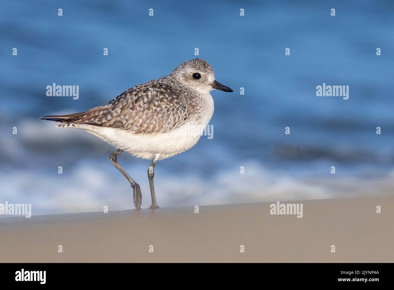 Grey Plover (Pluvialis squatarola), side view of an individual standing on the shore, Campania, Italy Stock Photo