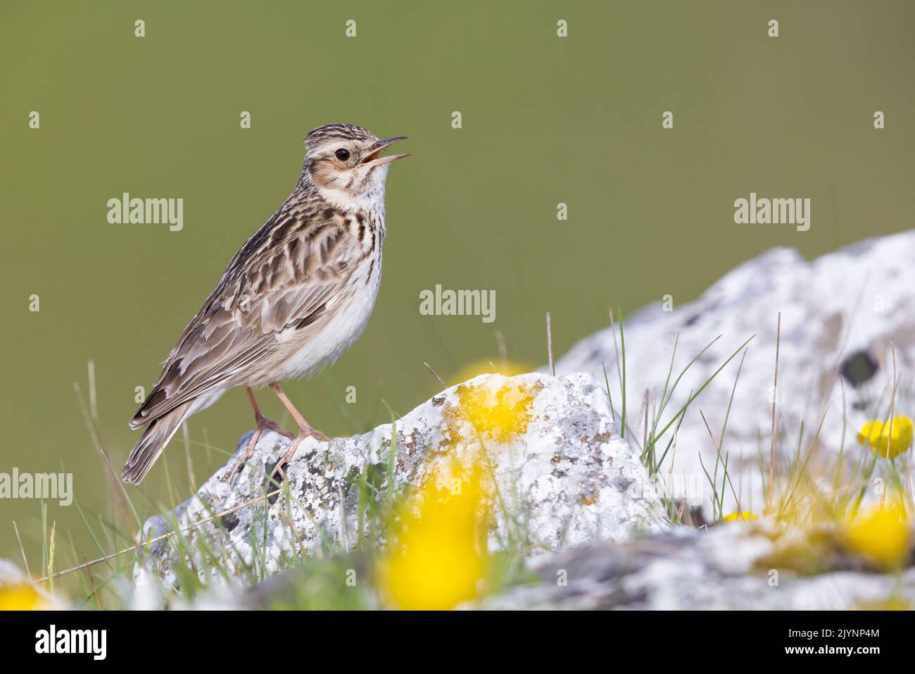 Woodlark (Lullula arborea), side view of an adult standing on a rock, Campania, Italy Stock Photo