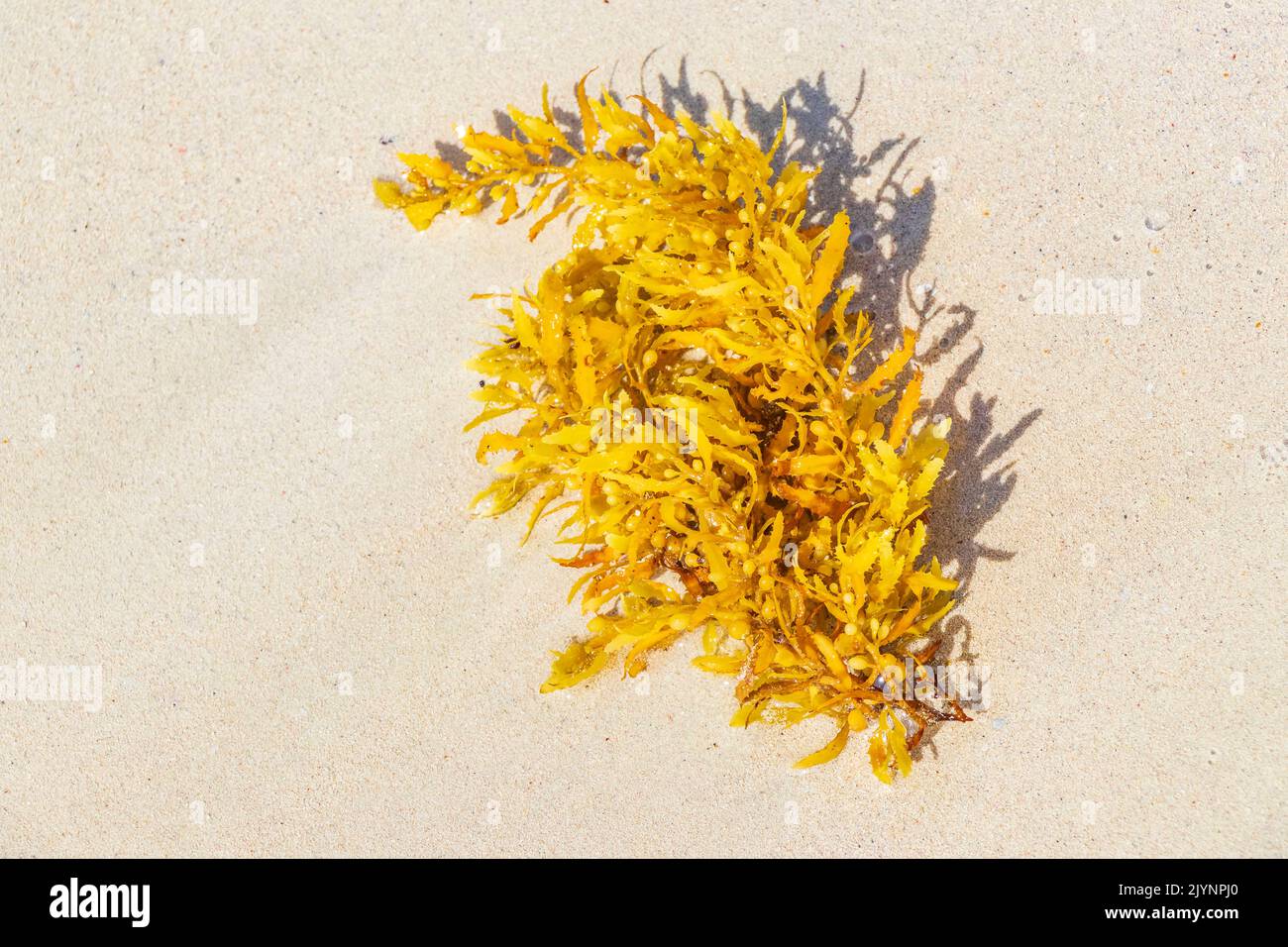 Yellow red orange seaweed seagrass sargazo at tropical mexican beach in