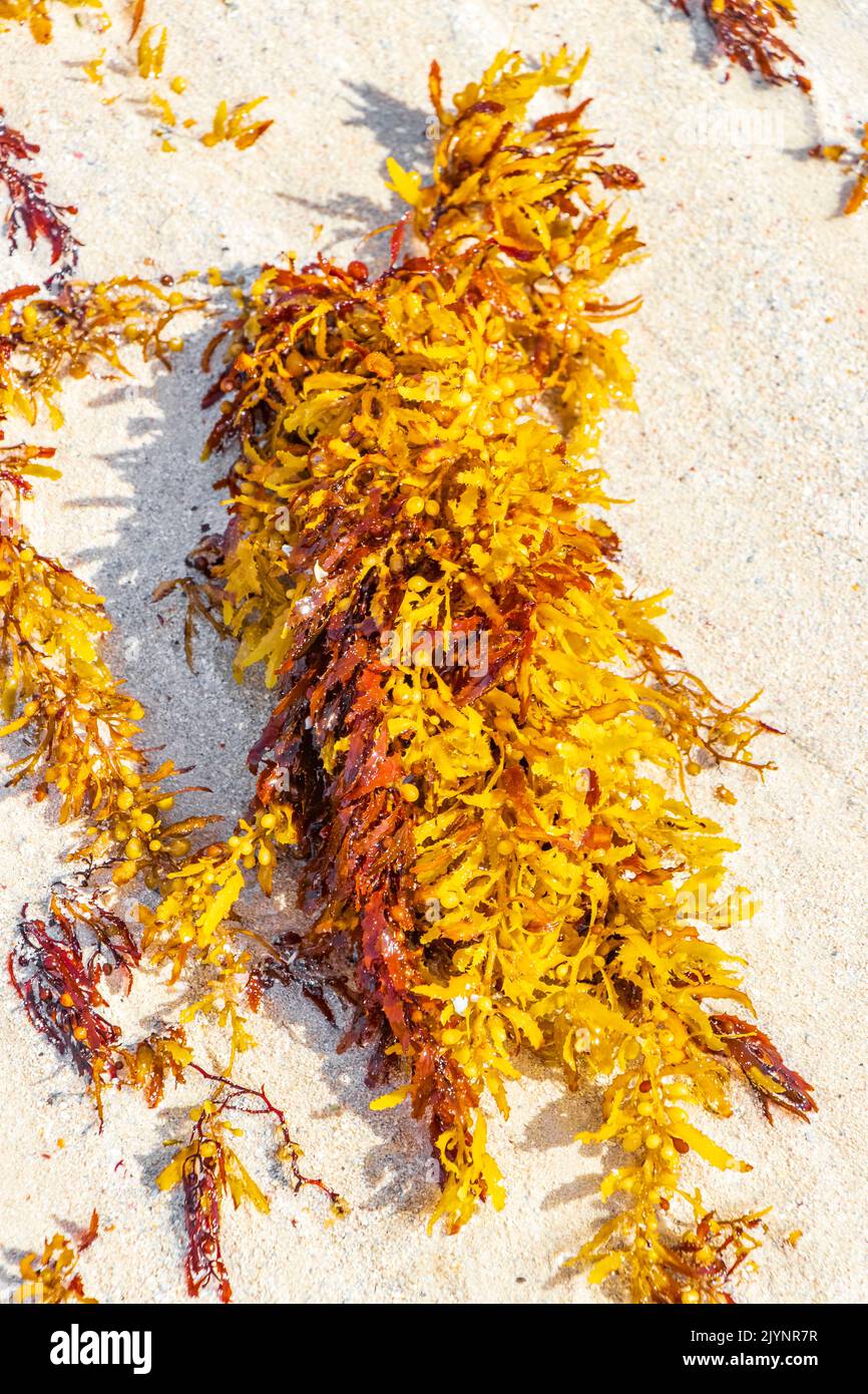 Yellow red orange seaweed seagrass sargazo at tropical mexican beach in