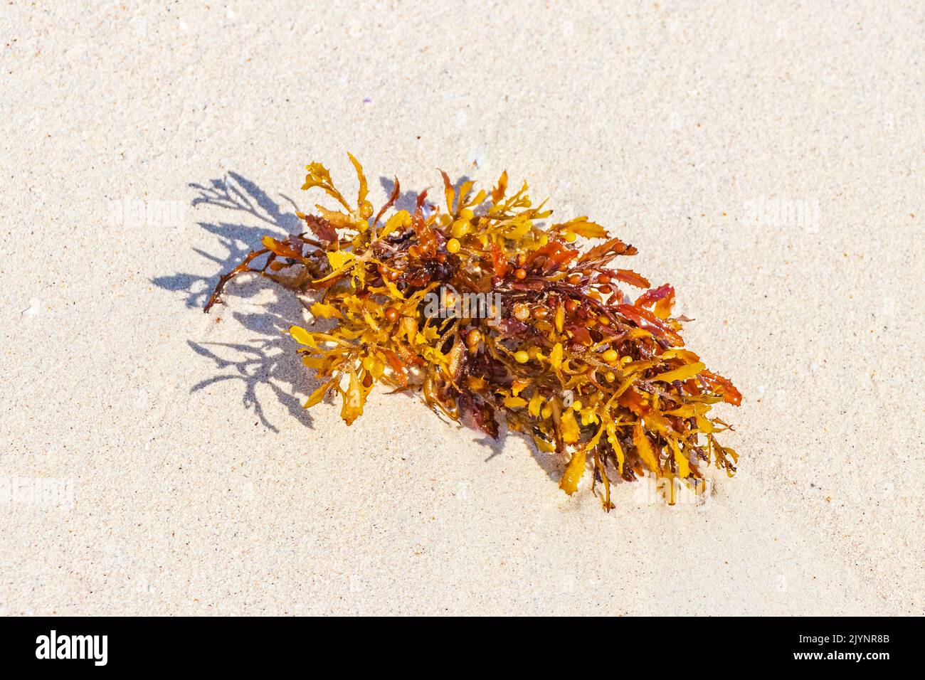Yellow red orange seaweed seagrass sargazo at tropical mexican beach in