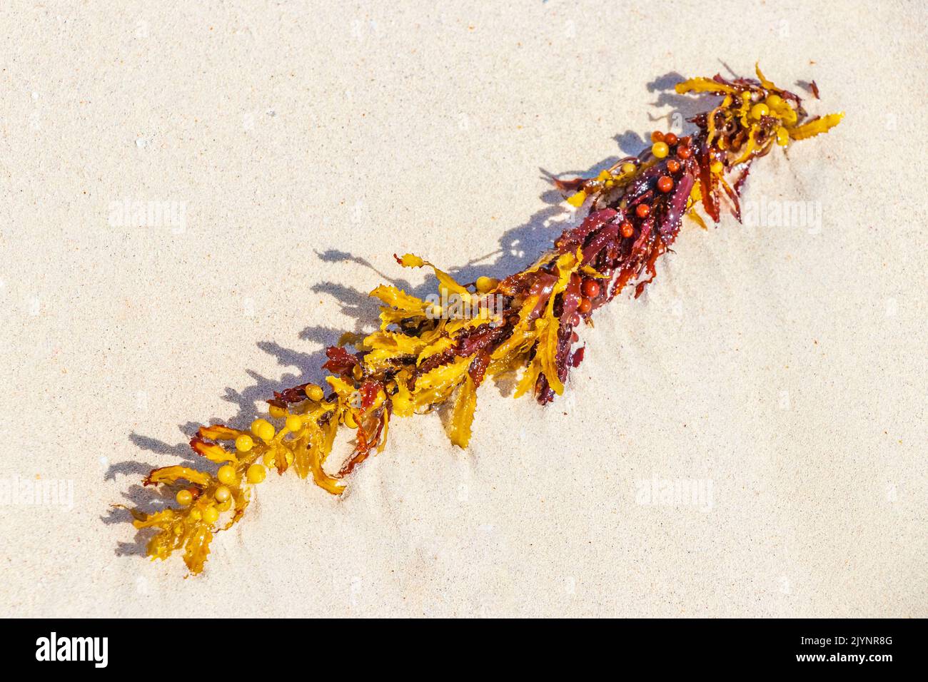 Yellow red orange seaweed seagrass sargazo at tropical mexican beach in