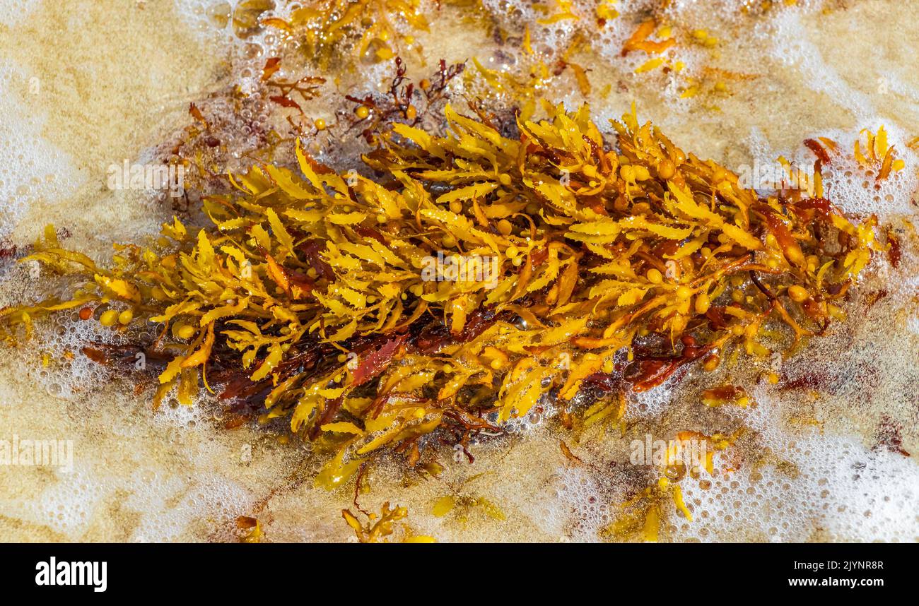 Yellow red orange seaweed seagrass sargazo at tropical mexican beach in
