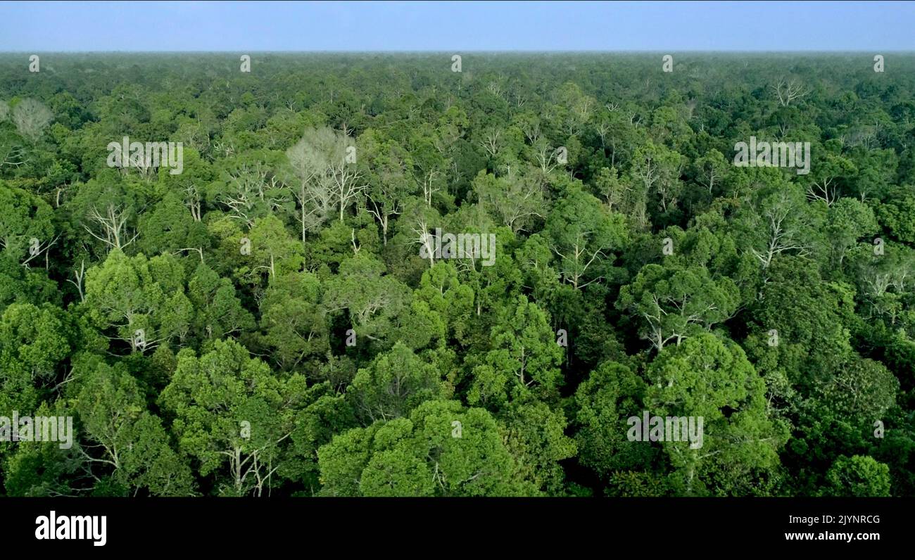 Aerial peat swamp forest Kampar Peninsula, Riau, Sumatra, Indonesia