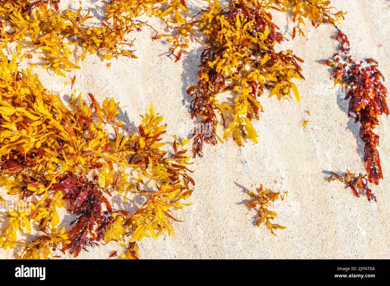 Yellow red orange seaweed seagrass sargazo at tropical mexican beach in
