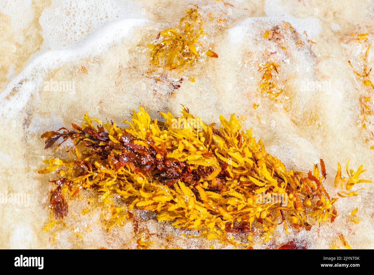 Yellow red orange seaweed seagrass sargazo at tropical mexican beach in