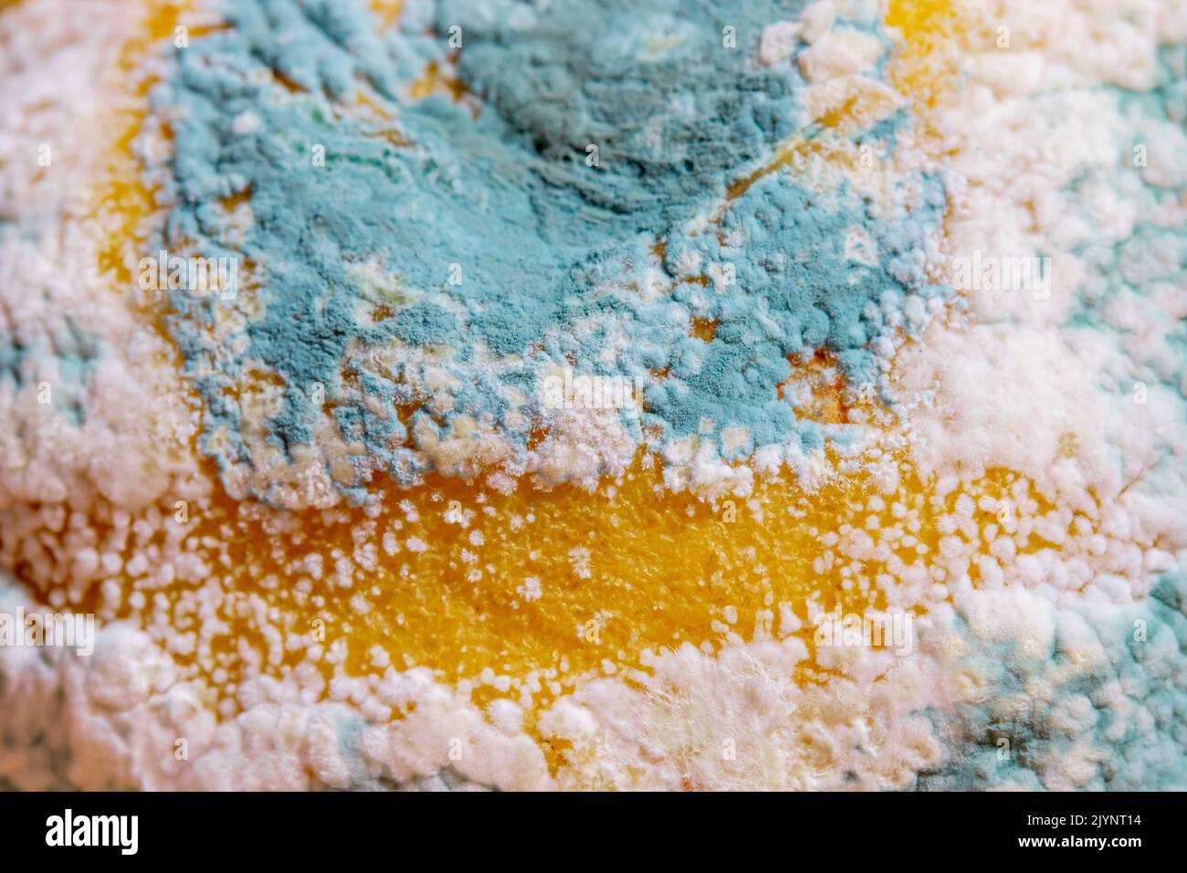 Blue mold (Penicillium italicum) on Lemon Stock Photo Alamy