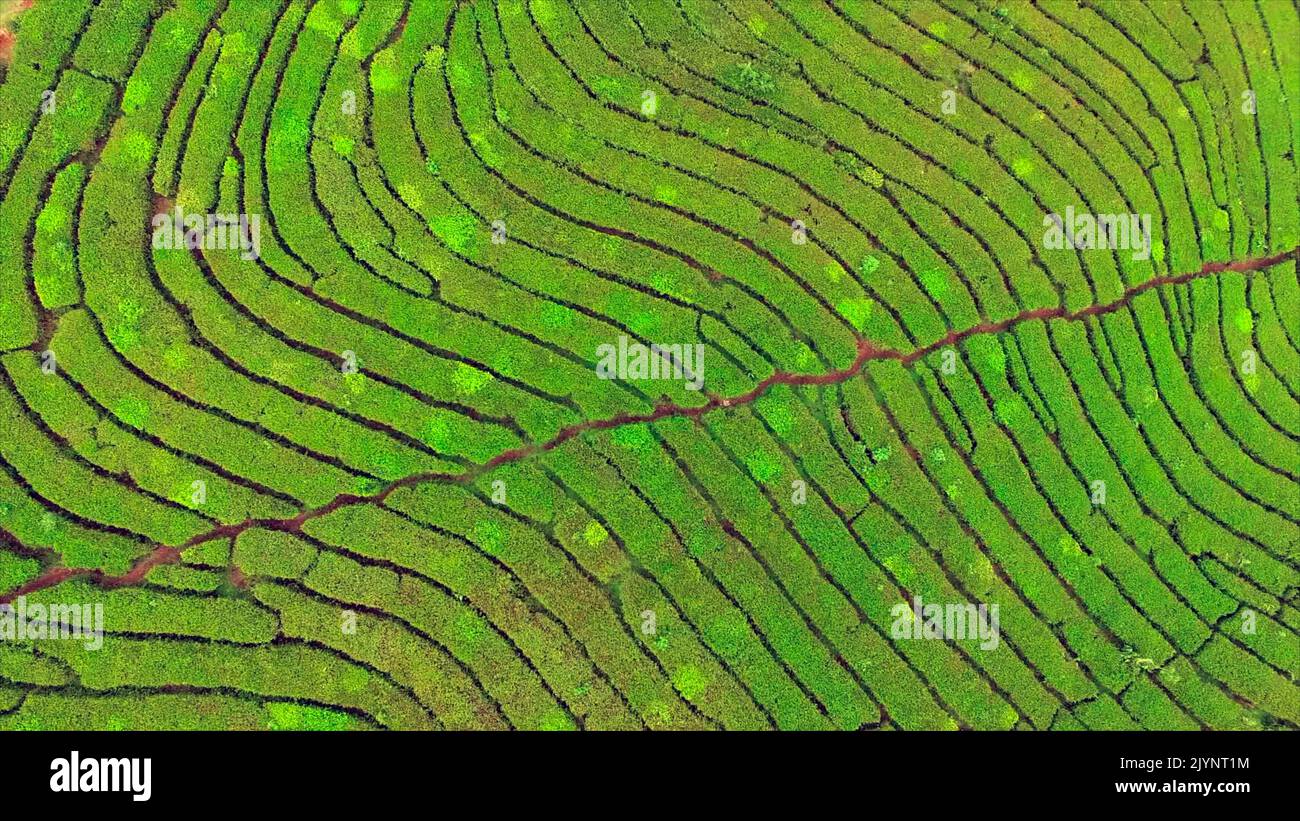 Tea plantations from the air, West Java, Indonesia Stock Photo Alamy