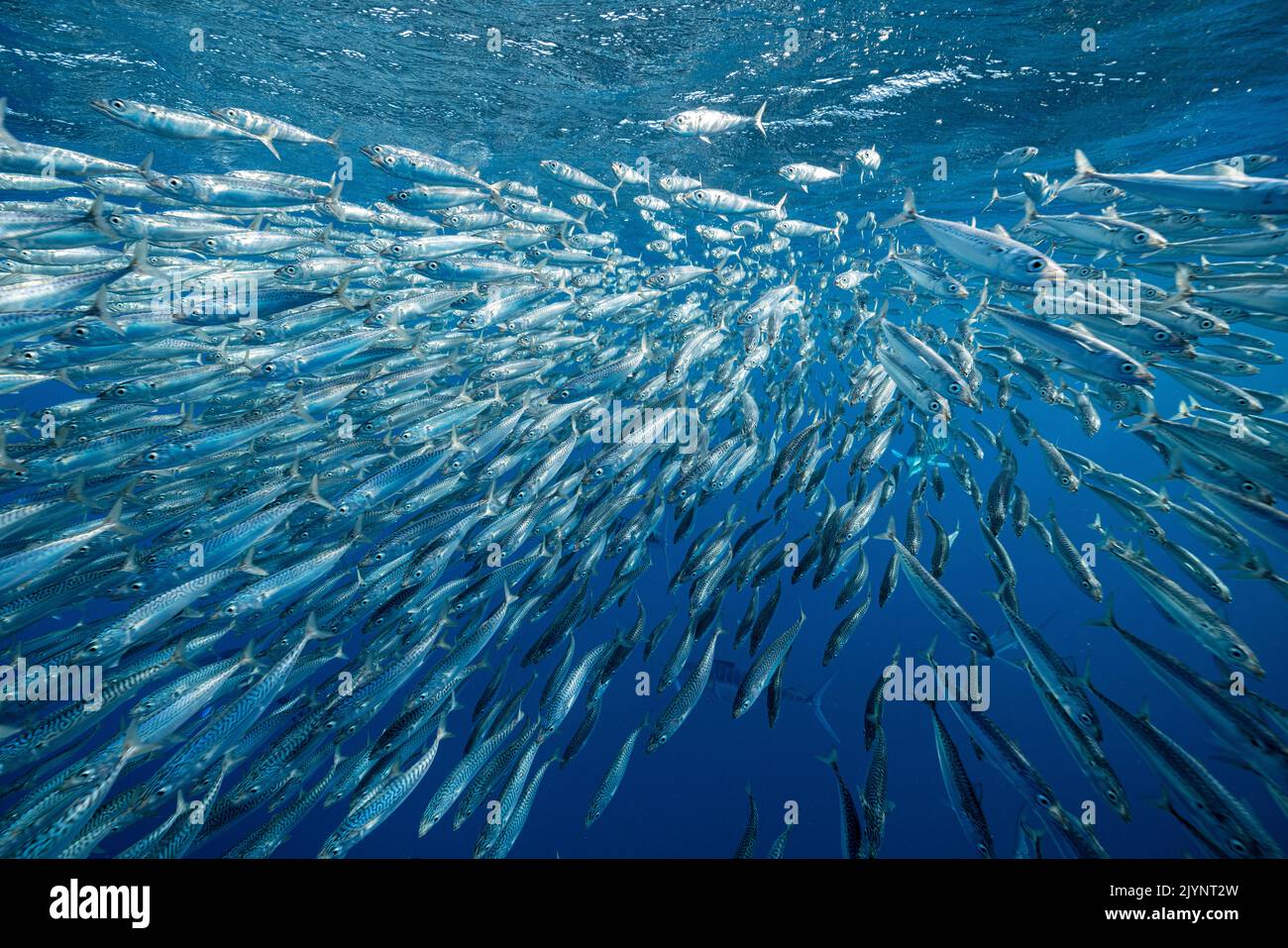 Sardine's bait ball (Sardinops sagax) escaping striped marlin