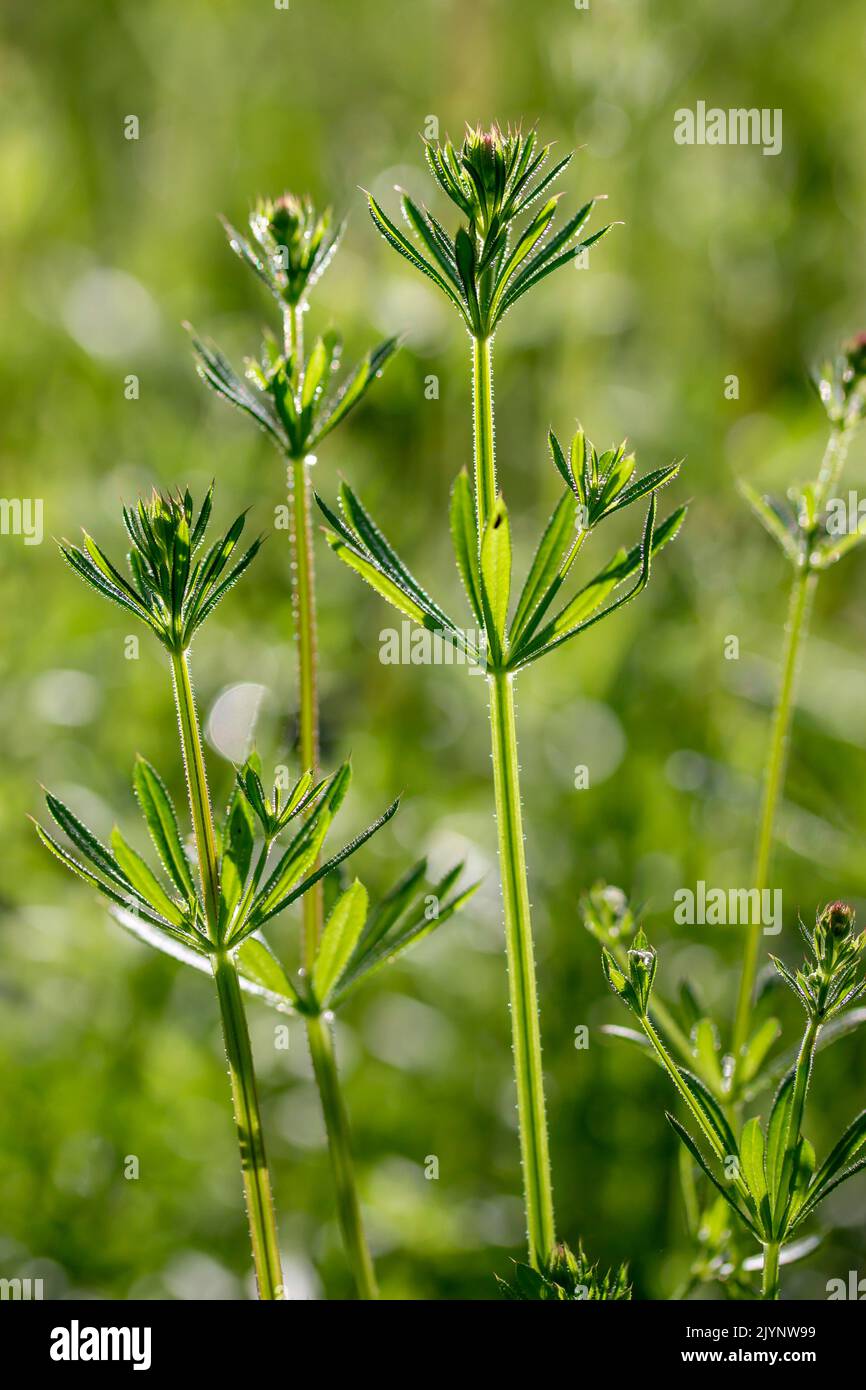Cleavers Galium Aparine Gard France Stock Photo Alamy cleavers-galium-aparine-gard-france-stock-photo-alamy