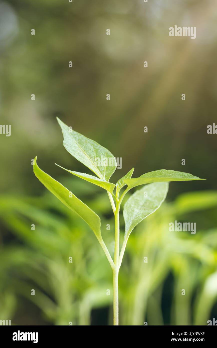 close-up of young plant in the garden with morning sun light, soft-focus in green background Stock Photo