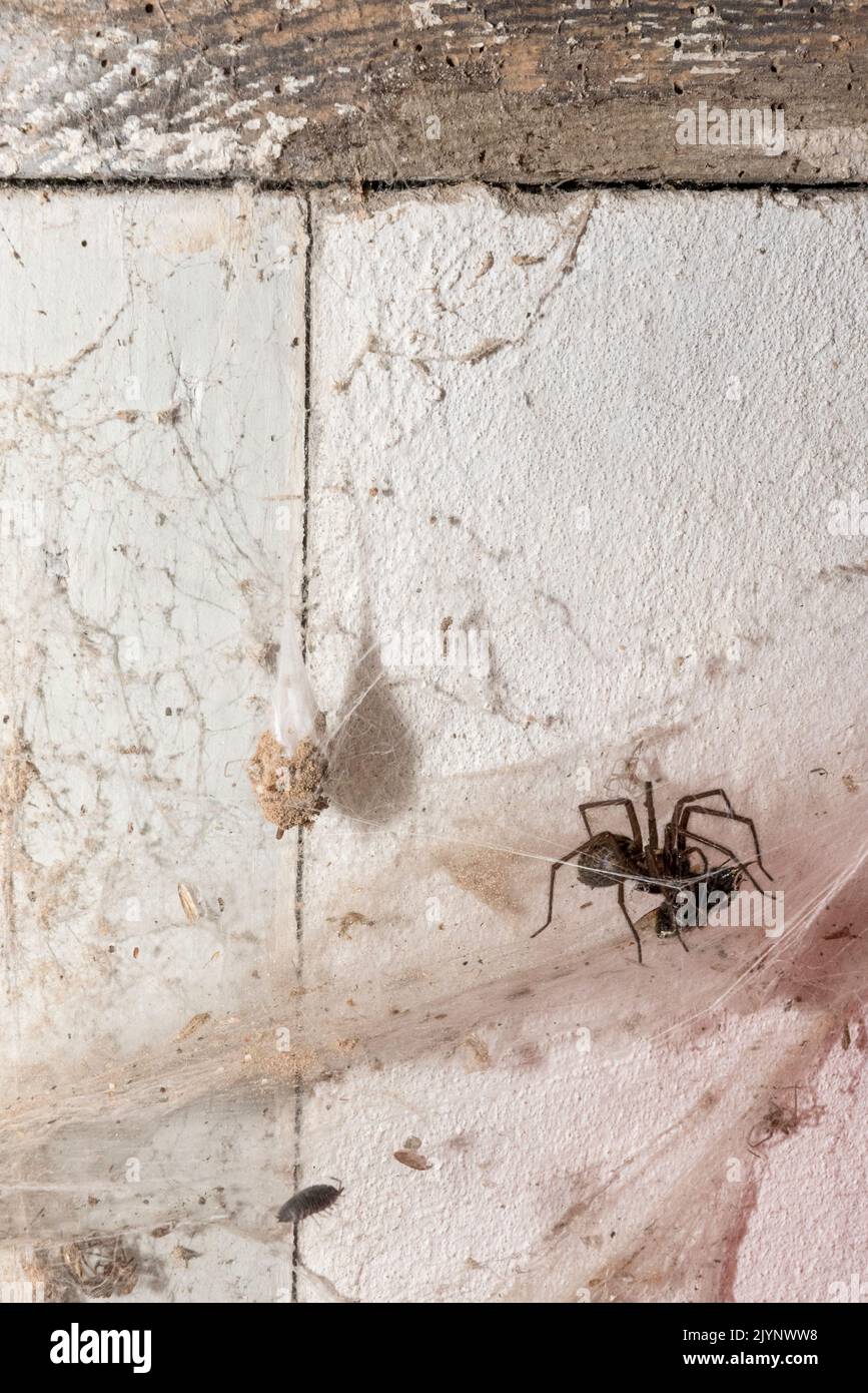 Domestic house spider (Tegenaria domestica) in its web, Pas de Calais, France Stock Photo