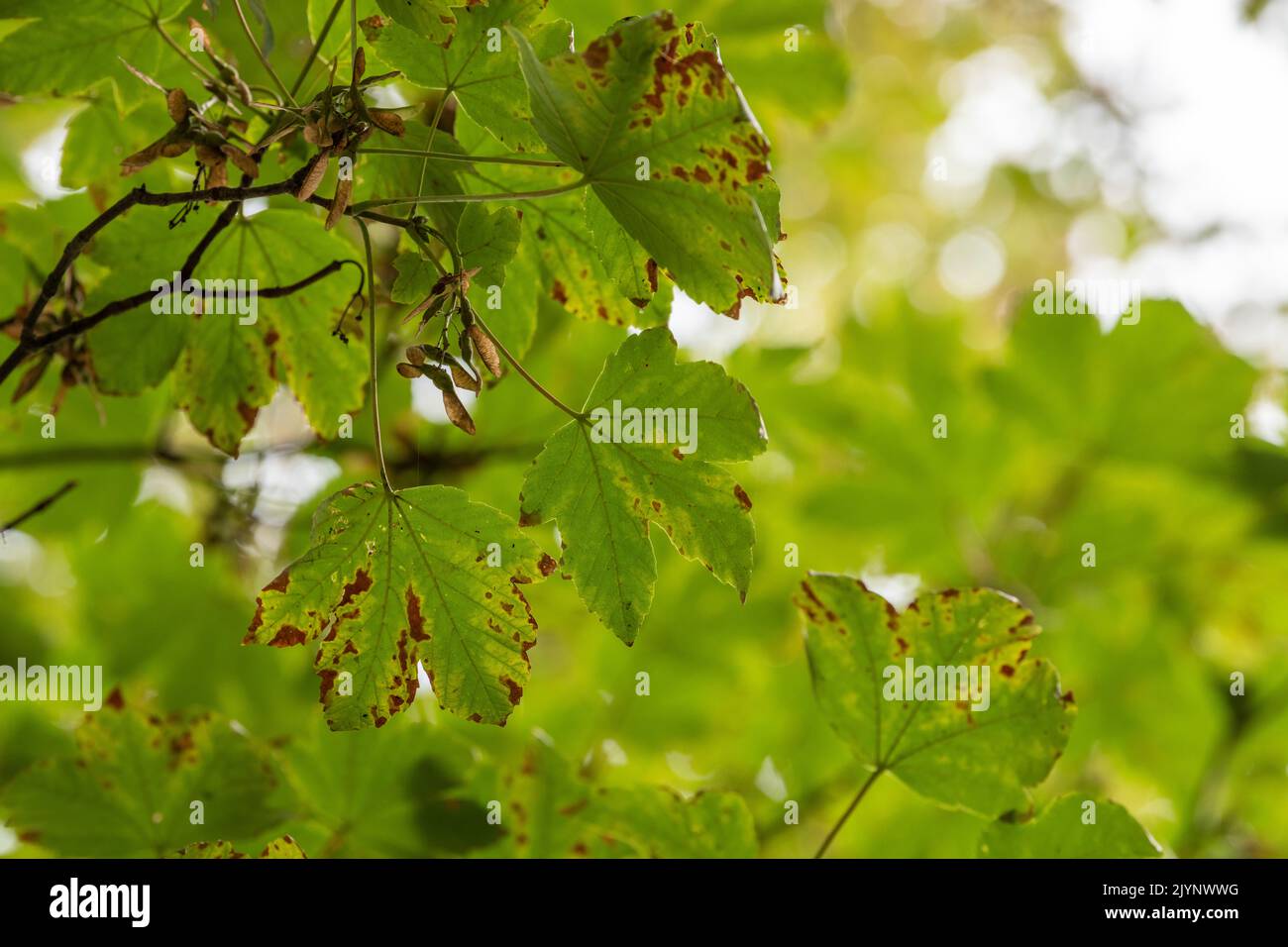 Sycamore maple (Acer pseudoplatanus) leaf in late summer, France Stock Photo
