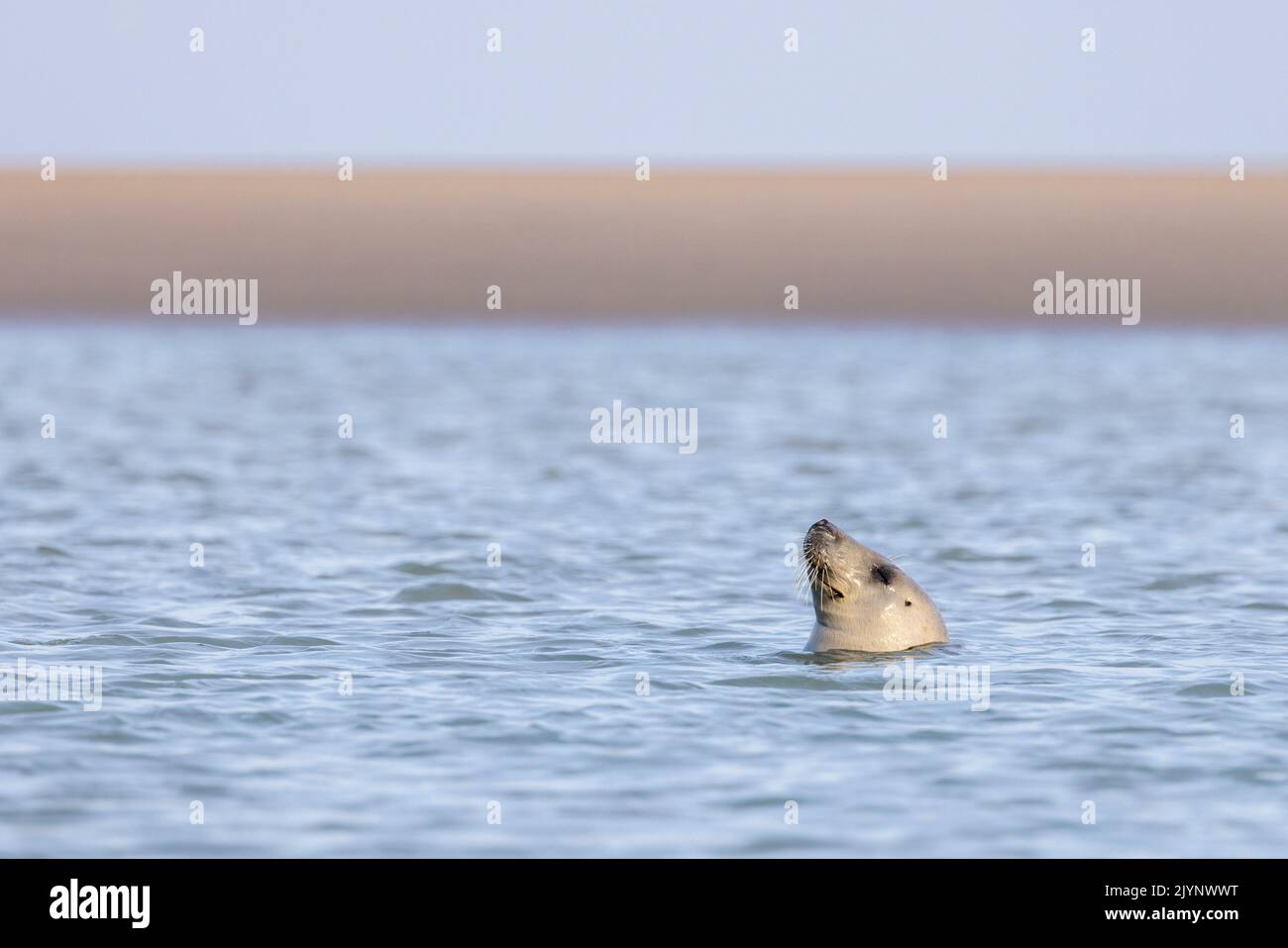 Grey seal (Halichoerus grypus) swimming in the North Sea, summer, Pas de Calais, France Stock Photo