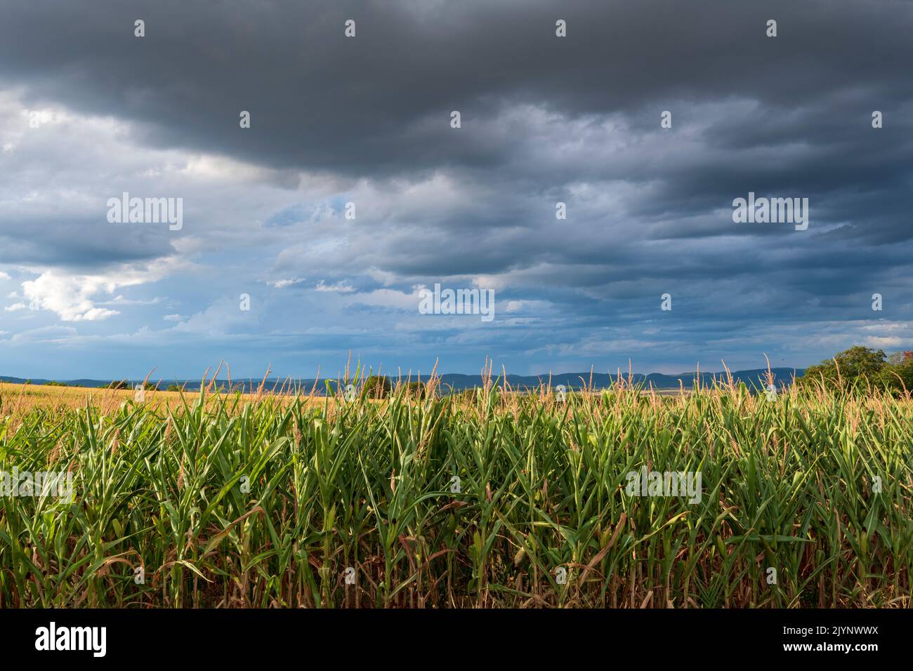 Corn field (Zea mays), summer, Alsace, France Stock Photo