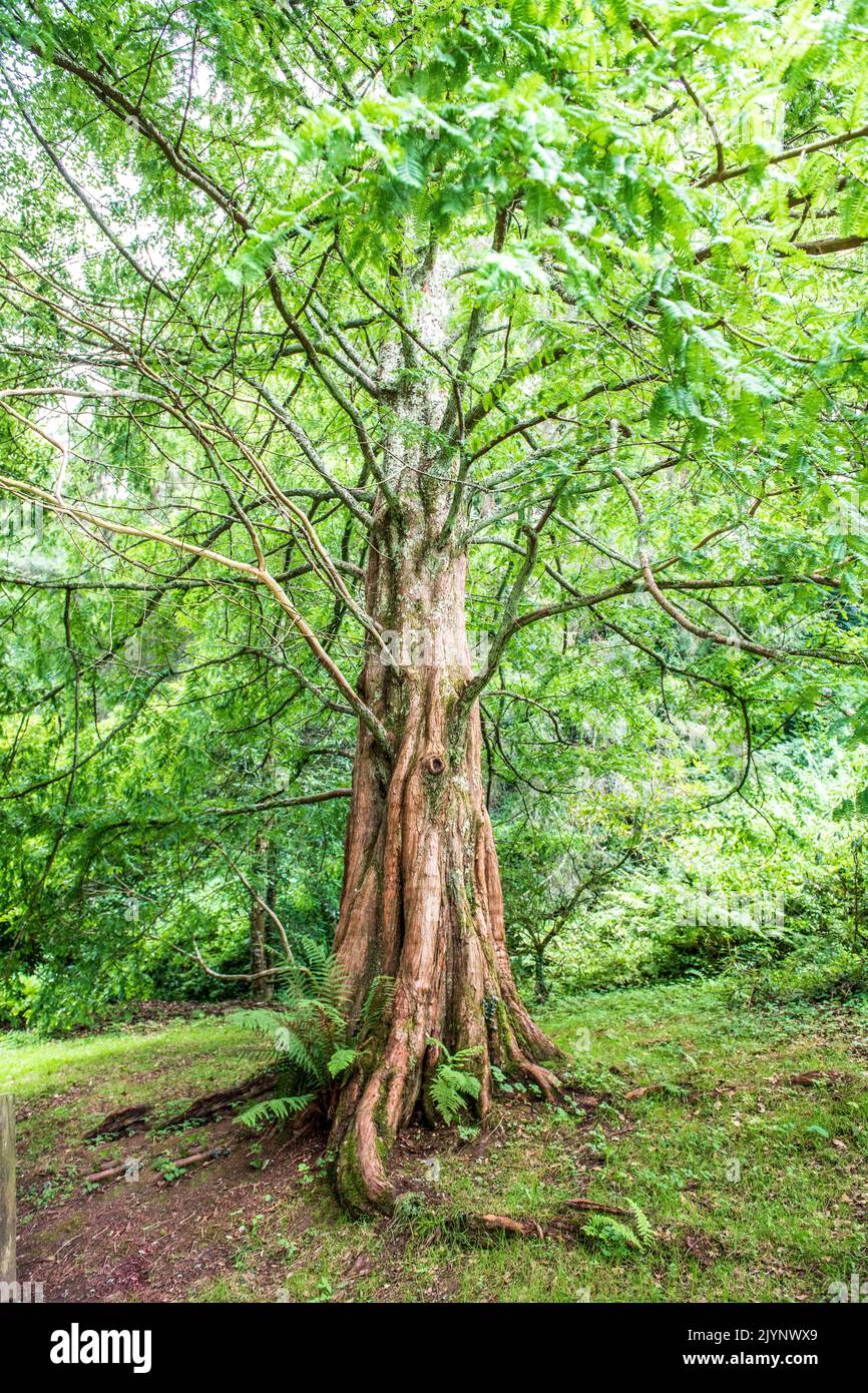 50 Semi Di Metasequoia (Alba Redwood) – Albero Gigante, Facili Da Coltivare In Tutti I Terreni, Nuovo Lotto
