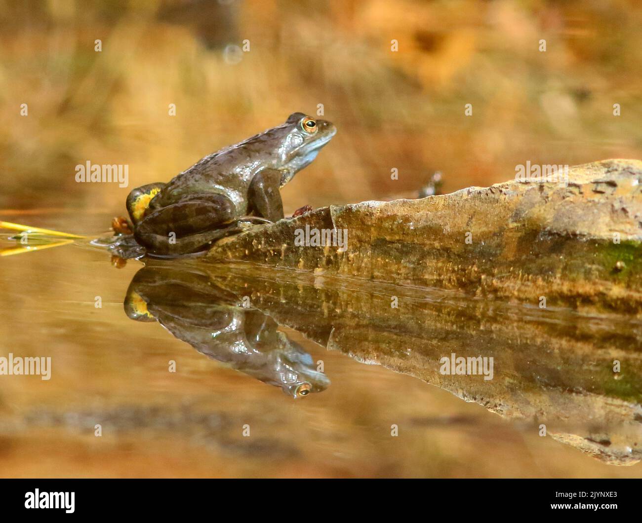 European frog (Rana temporaria) at the water's edge Stock Photo