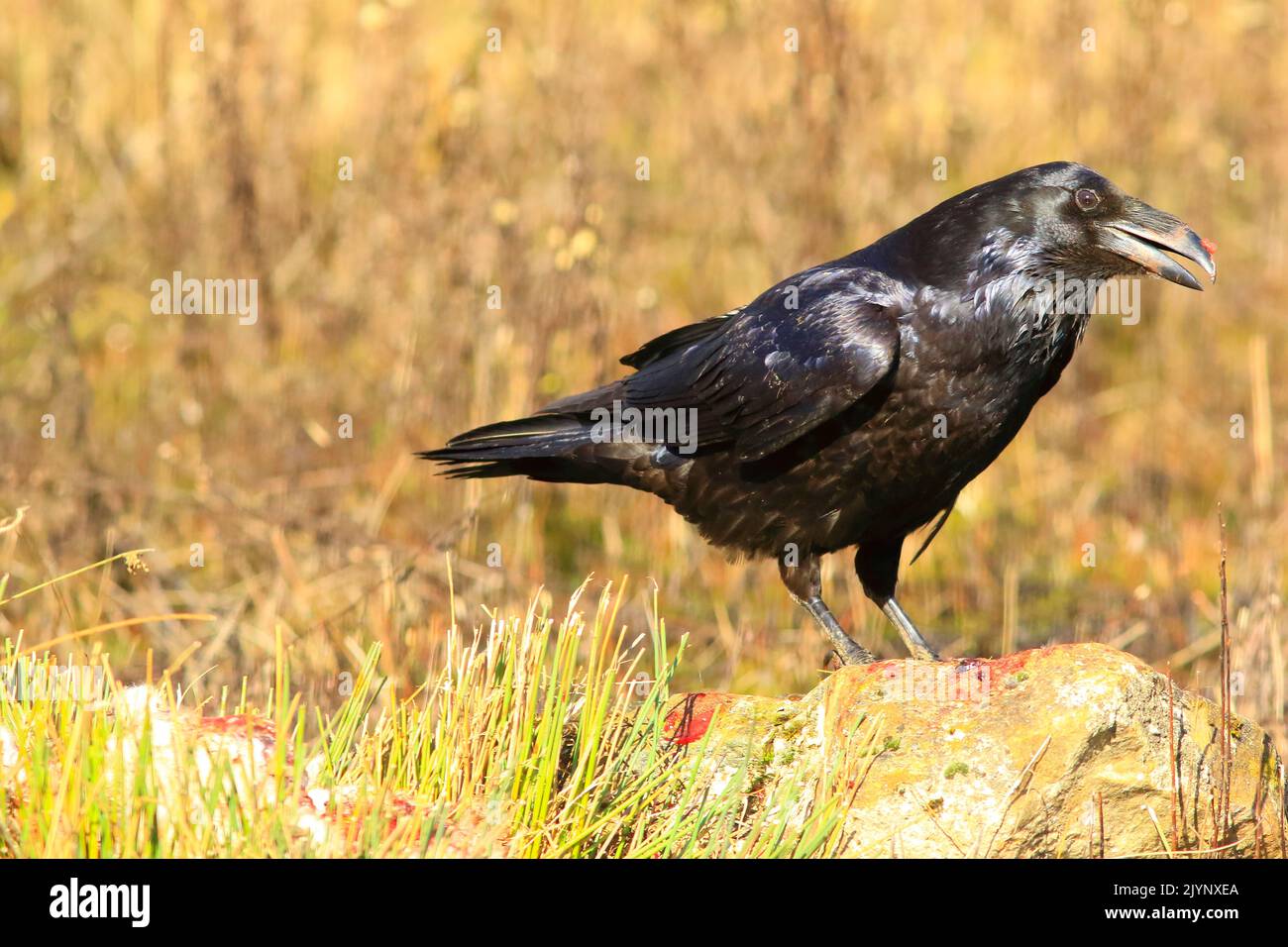 Common Raven (Corvus corax) on a rock Stock Photo
