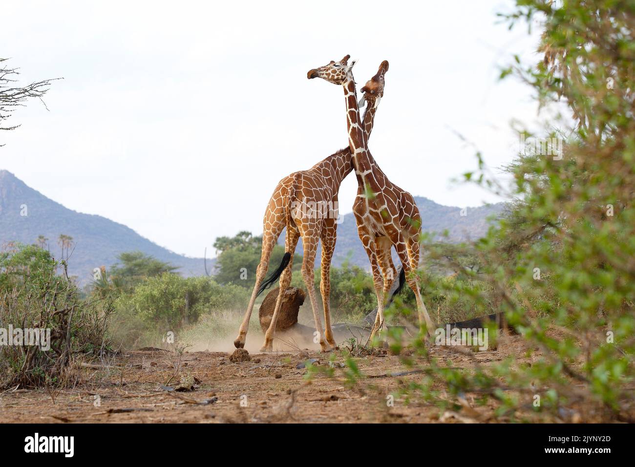 Reticulated Giraffe (Giraffa camelopardalis reticulata) fight, Buffalo Springs Reserve, Kenya Stock Photo