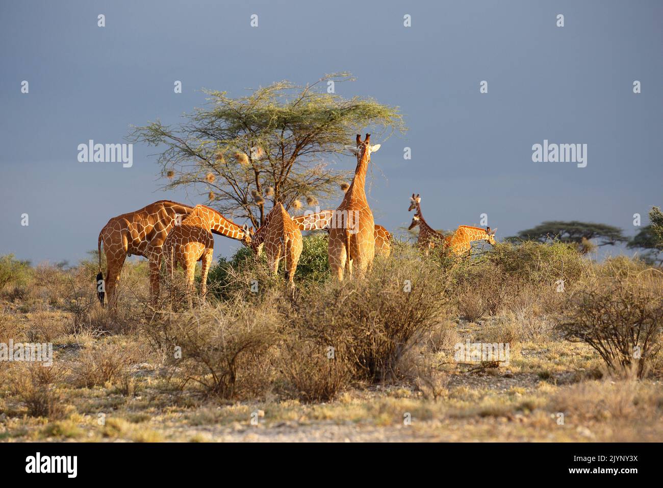 Herd of Reticulated Giraffe (Giraffa camelopardalis reticulata), Buffalo Springs Reserve, Kenya Stock Photo