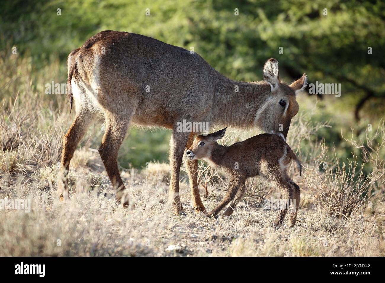 Waterbuck (Kobus ellipsiprymnus) adult and new-born, Buffalo Springs reserve, Kenya Stock Photo