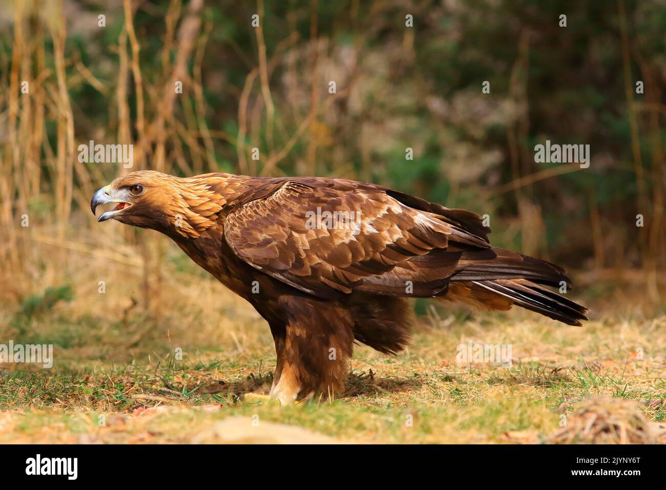 Golden Eagle (Aquila chrysaetos) on the ground Stock Photo