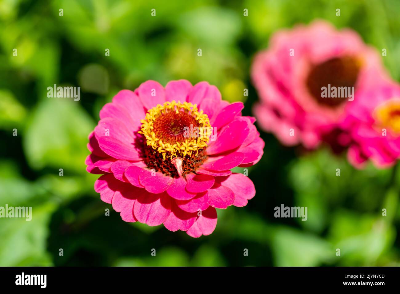 Pink Zinnia flowers Stock Photo