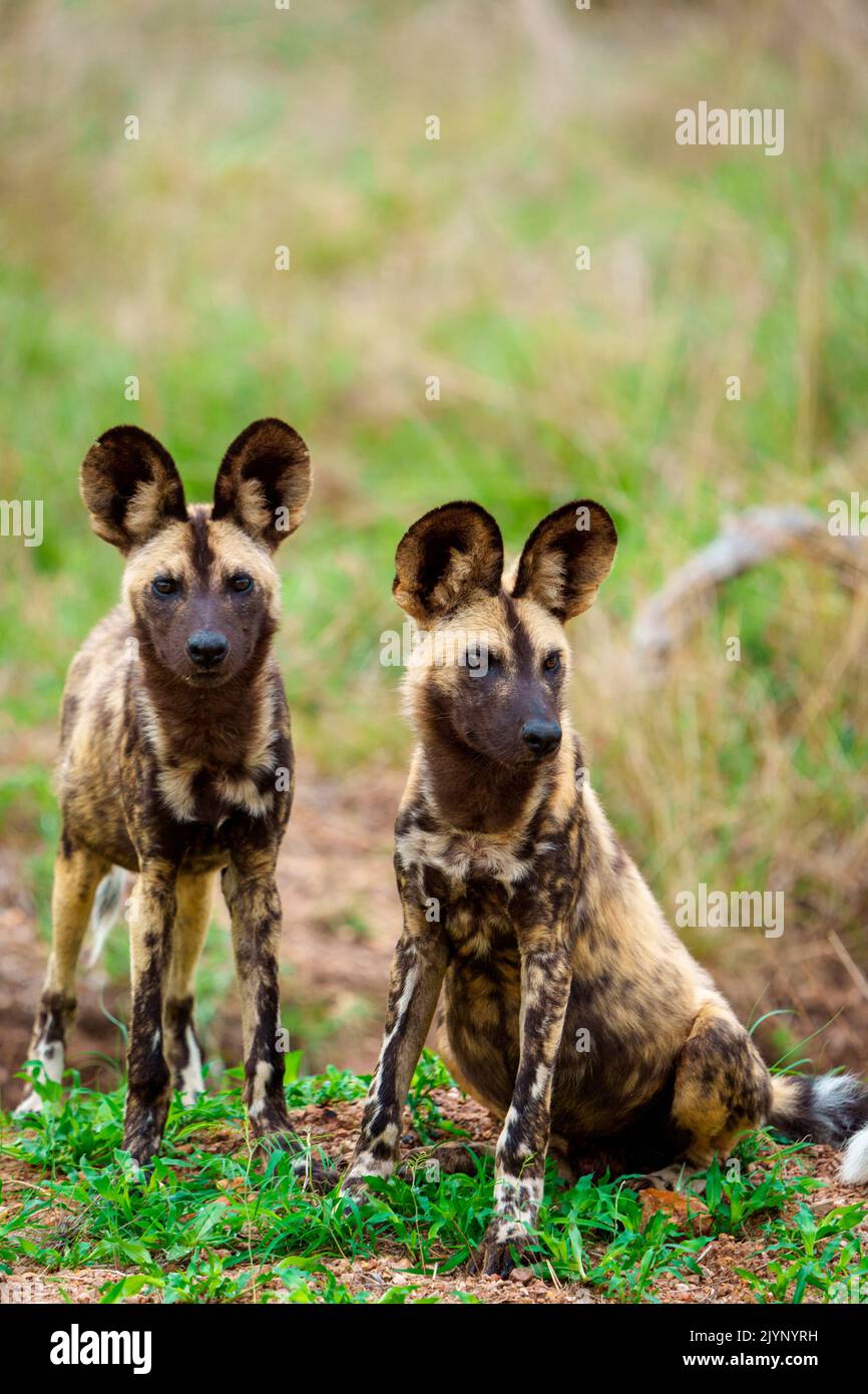 African wild dog, African painted dog, painted wolf or African hunting