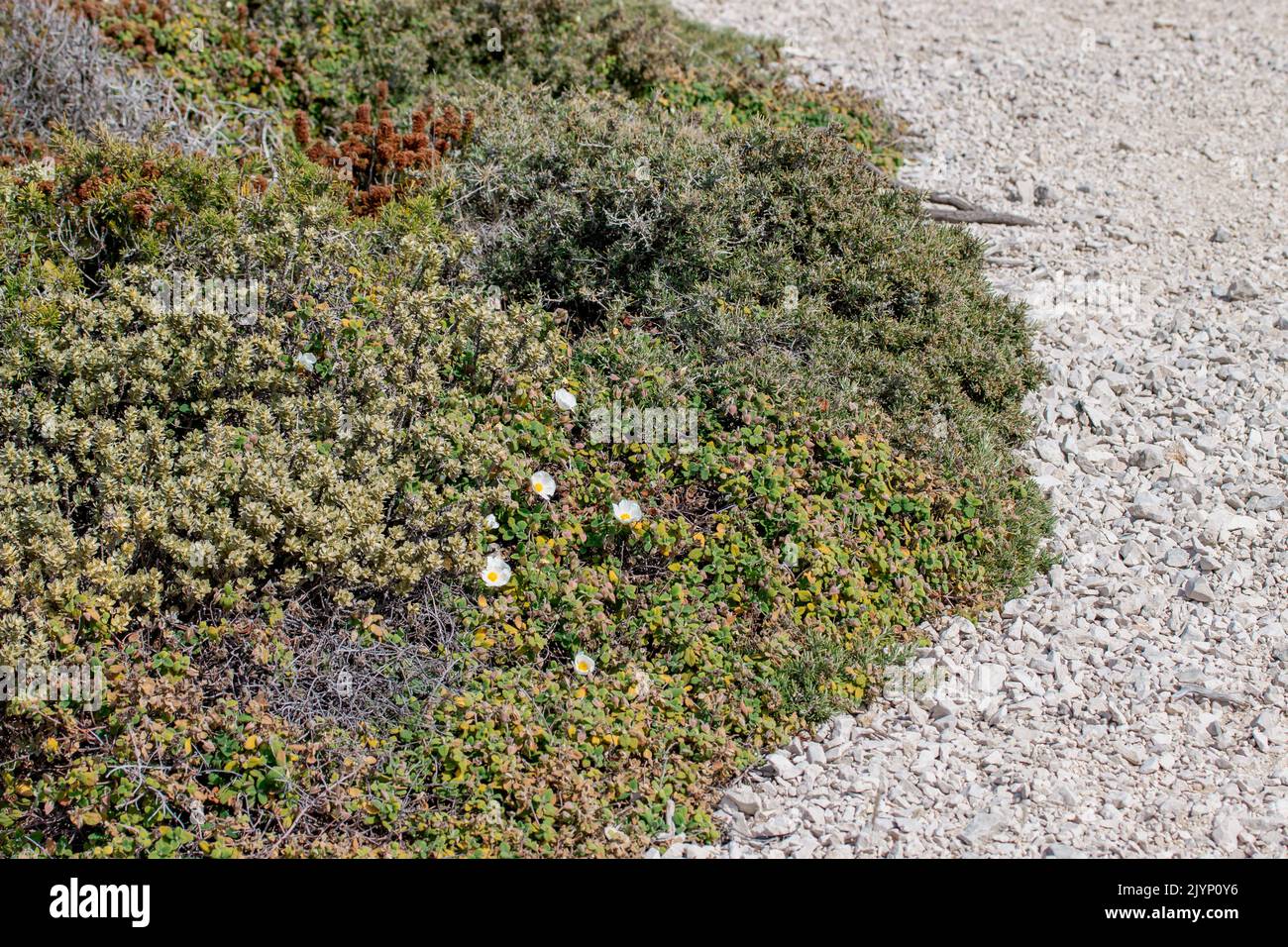 Patch of prostrate vegetation, including Sageleaved rockrose (Cistus