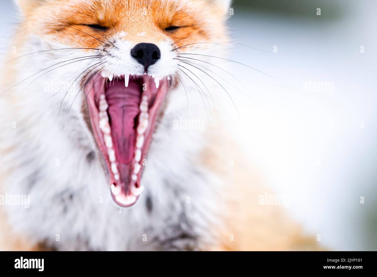 Teeth. Red fox (Vulpes vulpes) yawning in a very cold afternoon