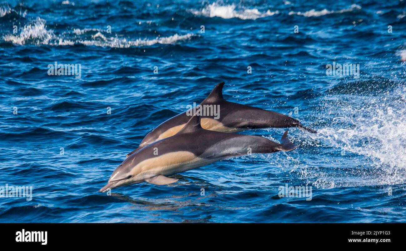 Dolphins (Delphinus delphis) are jumping out at high speed out of the water, False Bay, South Africa Stock Photo