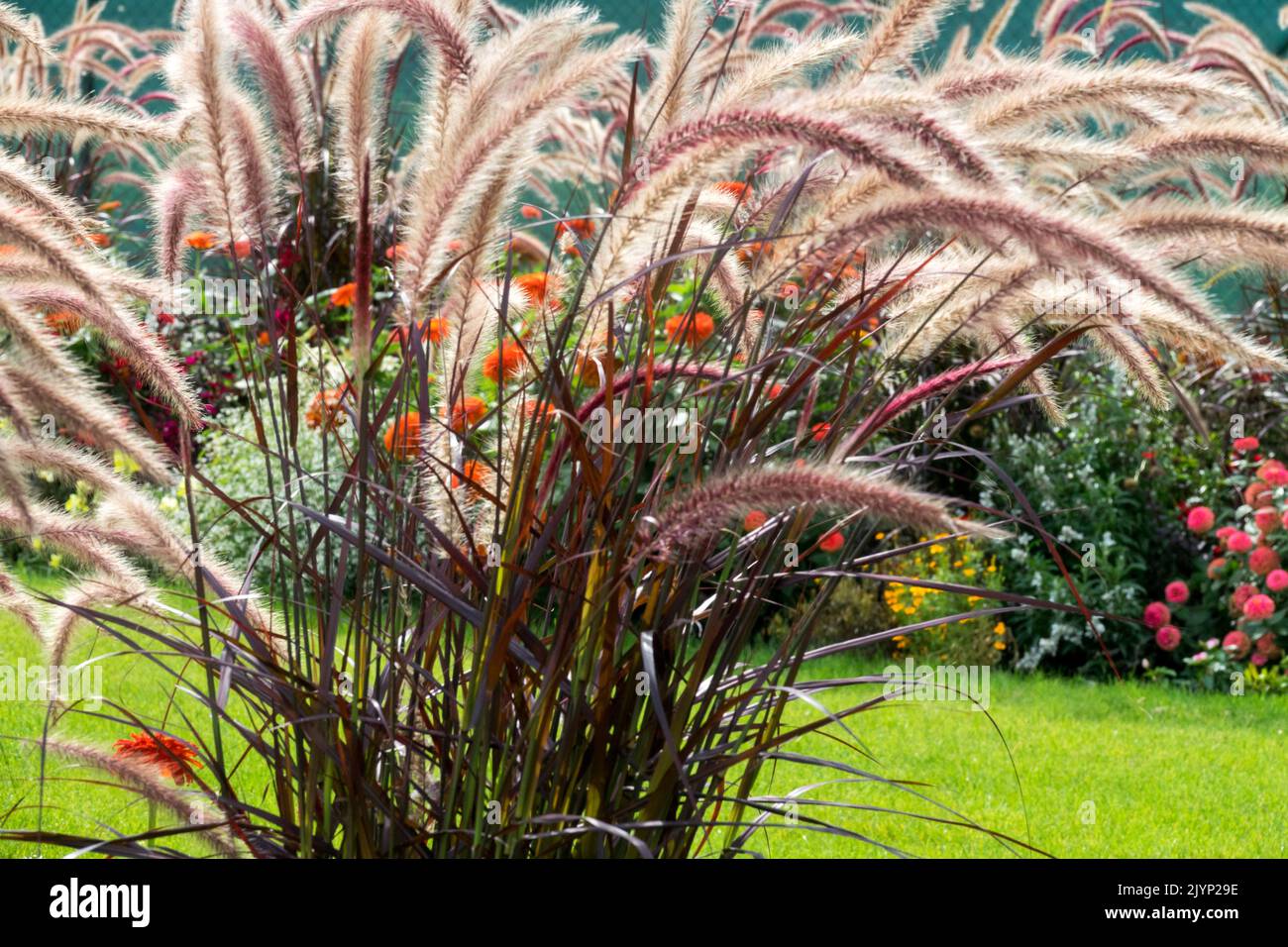 Pennisetum setaceum Rubrum, Purple Fountain Grass, Beautiful Garden Grasses, Border Stock Photo