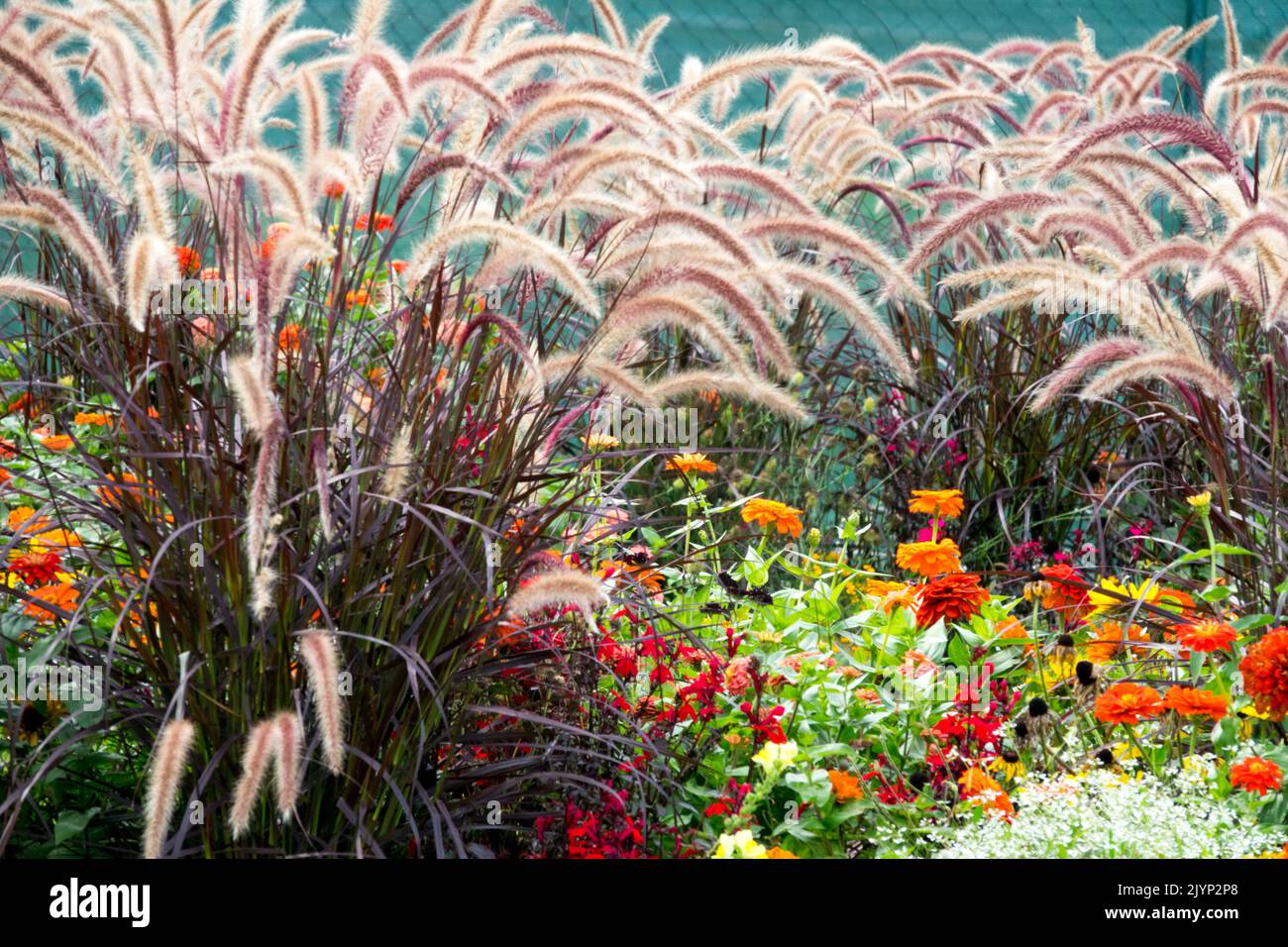 Pennisetum setaceum "Rubrum", Purple Fountain Grass, Pennisetums, Beautiful Garden Grasses