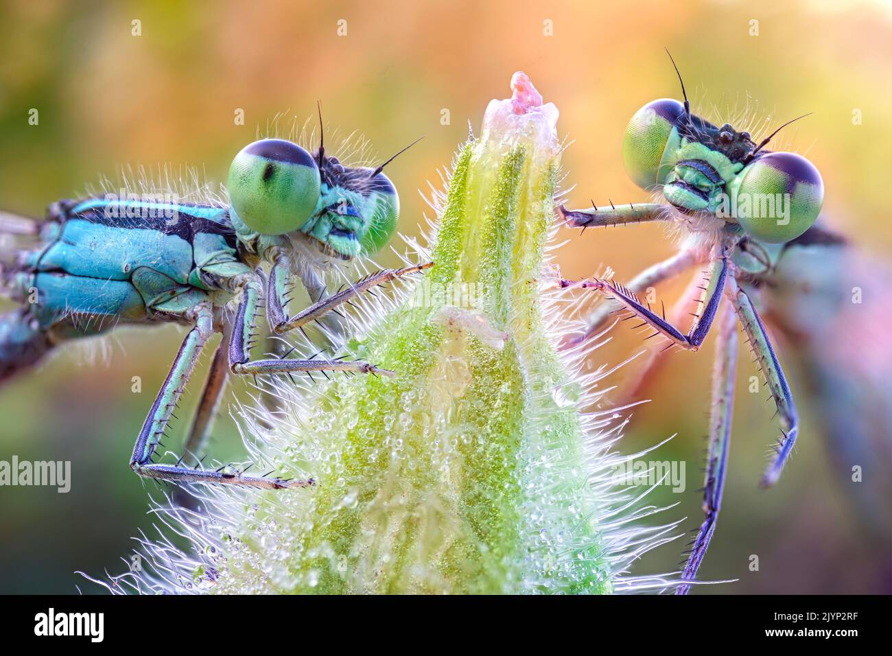 Two damselflies on a bud, Villarotta, Reggio Emilia, Italy Stock Photo ...
