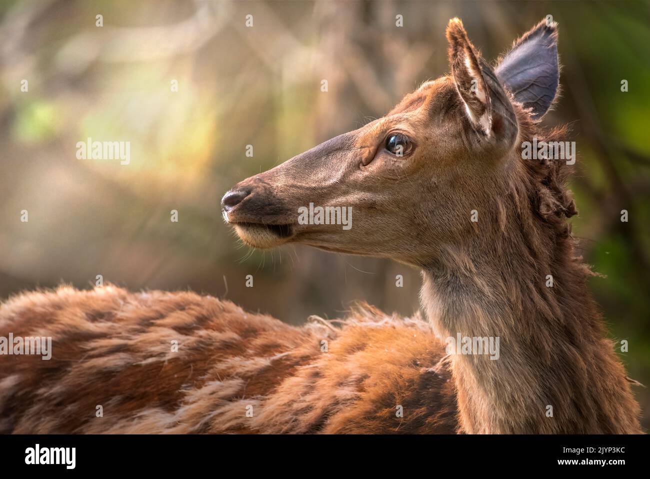 Red deer (Cervus elaphus) female deer profile, Parco Nazionale d'Abruzzo, L'Aquila, Civitella Alfedena, Italy Stock Photo