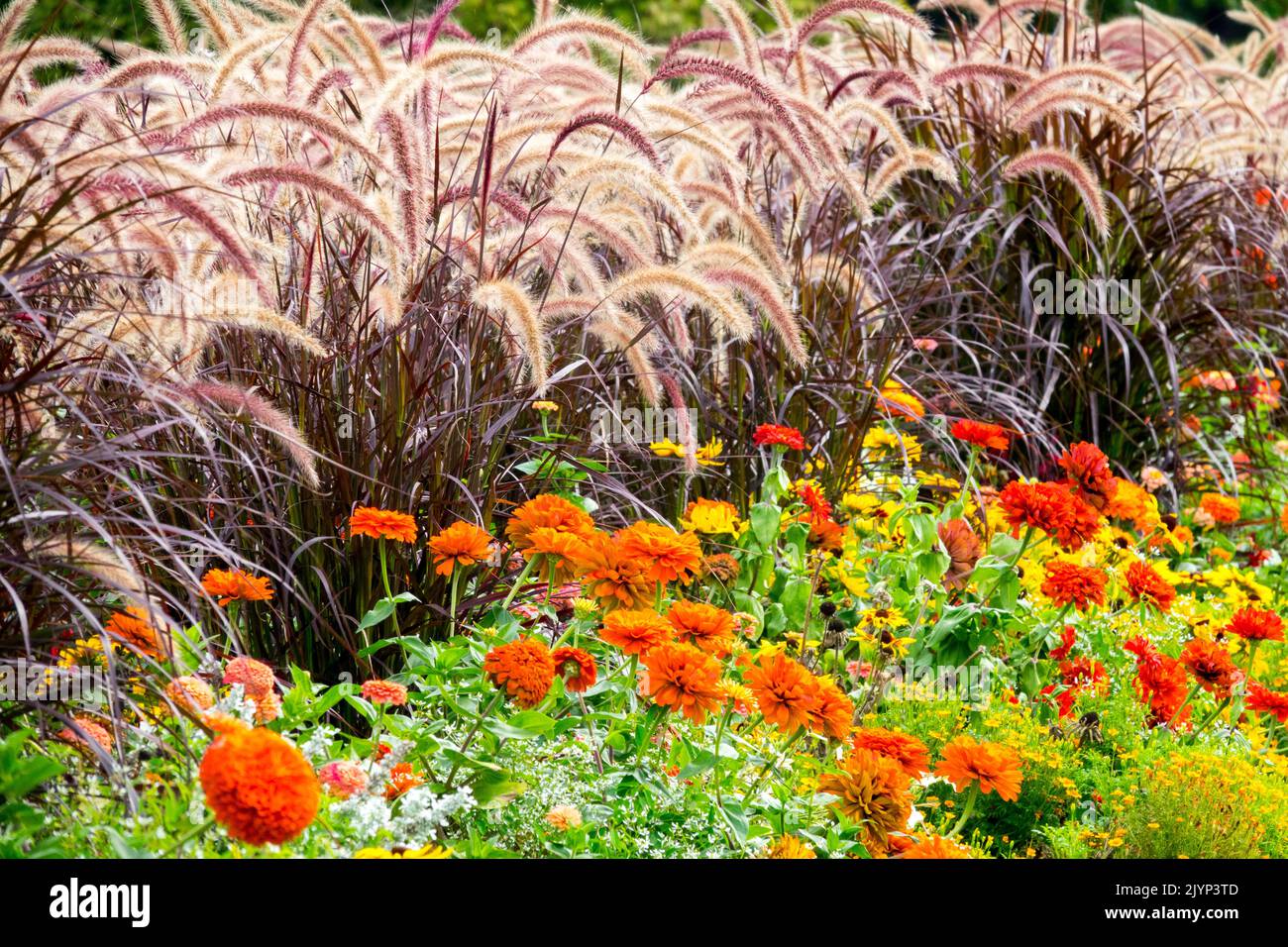 Beautiful Crimson fountain grass Pennisetum setaceum 'Rubrum' and Zinnias in a flower bed Ornamental grasses Colourful Late summer Early Autumn plants Stock Photo