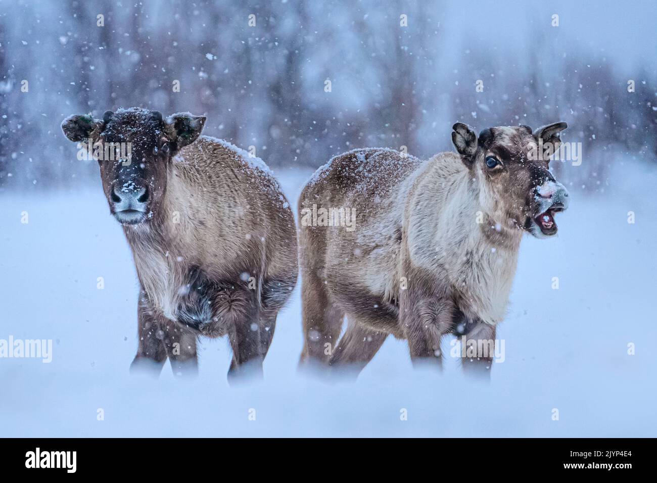 Reindeers (Rangifer tarandus) in the snow, Kringlen, Lofoten, Norway Stock Photo