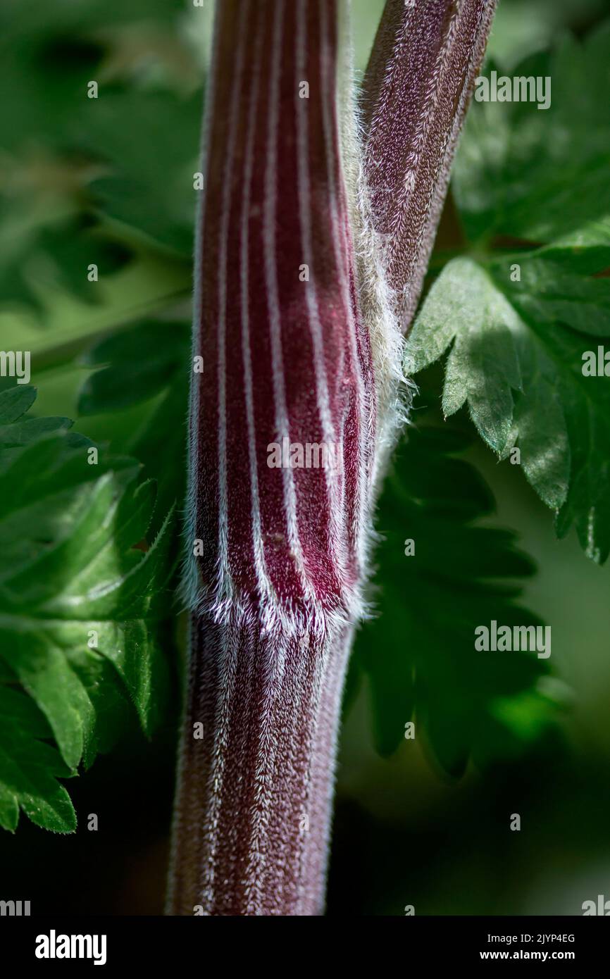 Cow parsley (Anthriscus sylvestris) stem, Gard, France Stock Photo Alamy