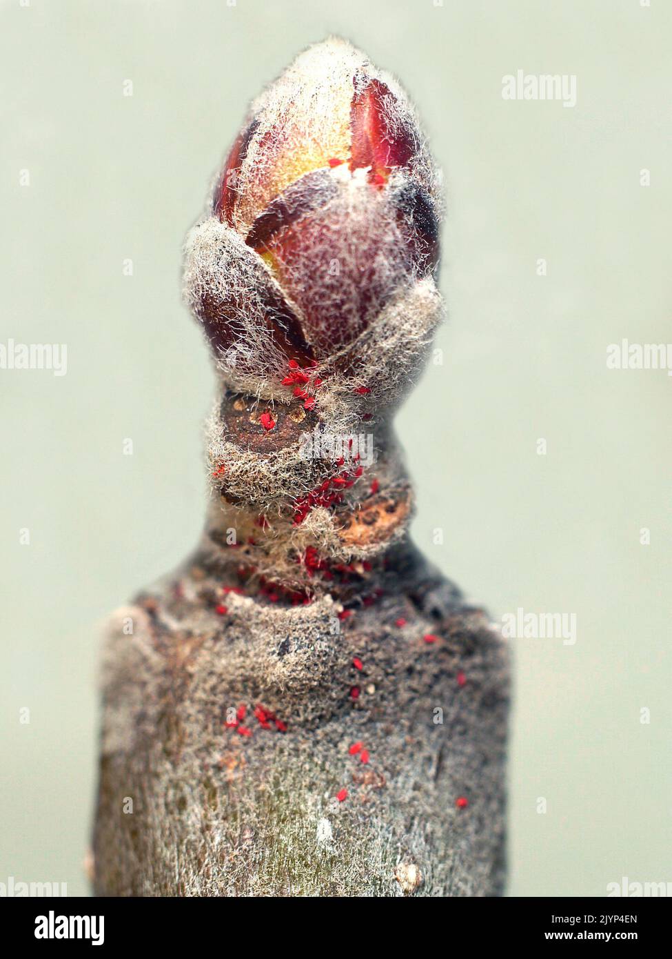 Fruit tree red spider mite hires stock photography and images Alamy