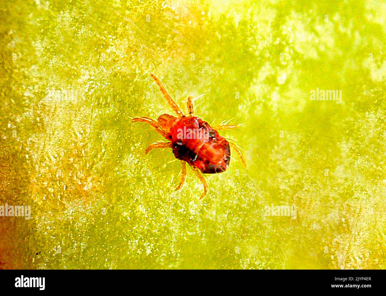 Twospotted Spider Mite (Tetranychus urticae) in motion on an apple