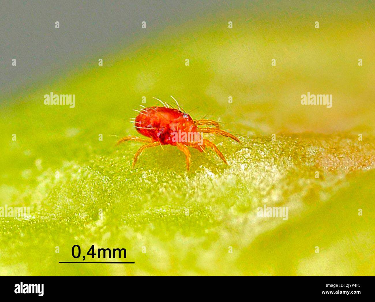 Twospotted Spider Mite (Tetranychus urticae) in motion on an apple