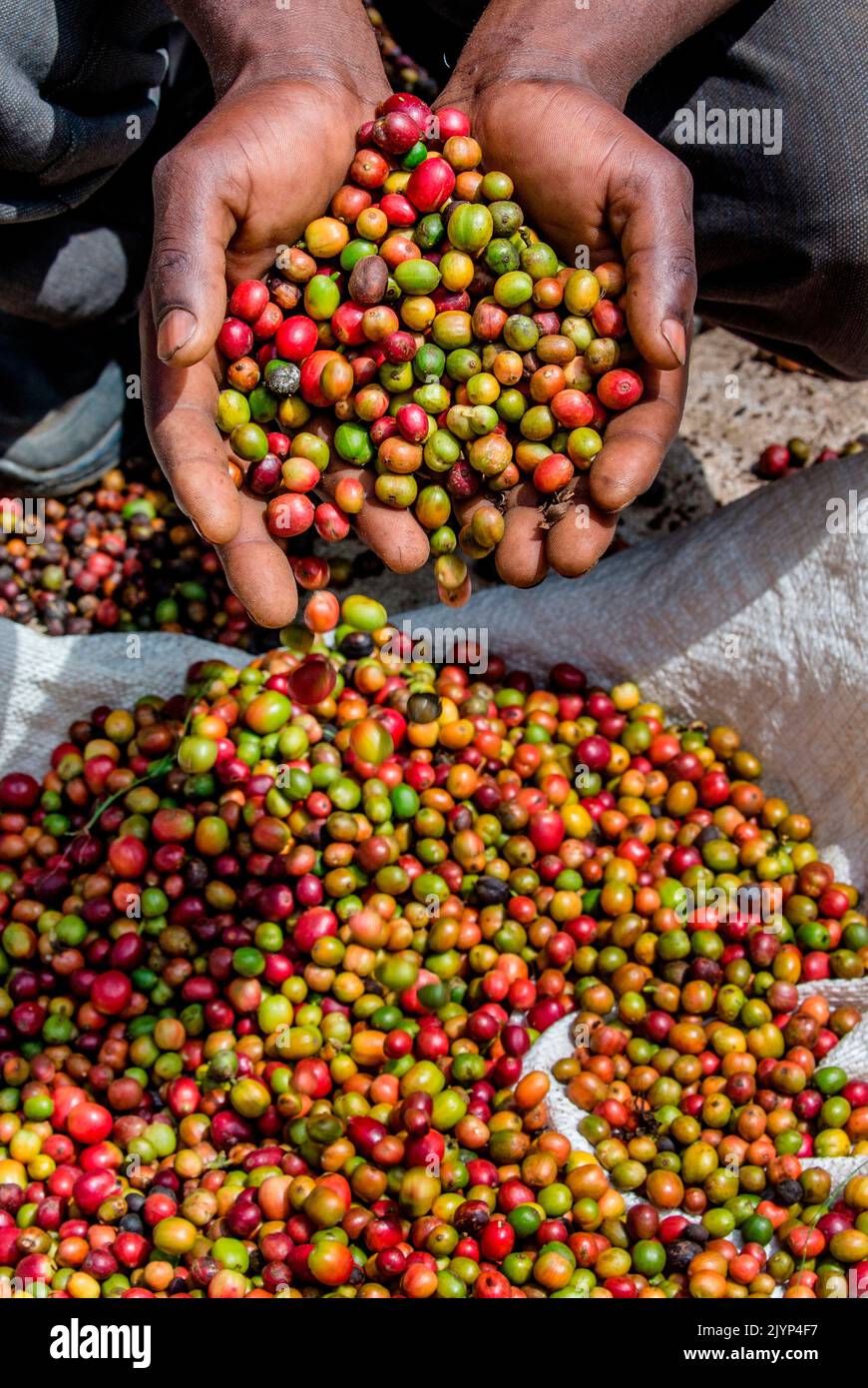 Grains of ripe coffee in the handbreadths of a person. East Africa